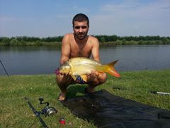 fish